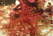 The red algae Gracilaria is R-Phycoerythrin source:  Picture citation 